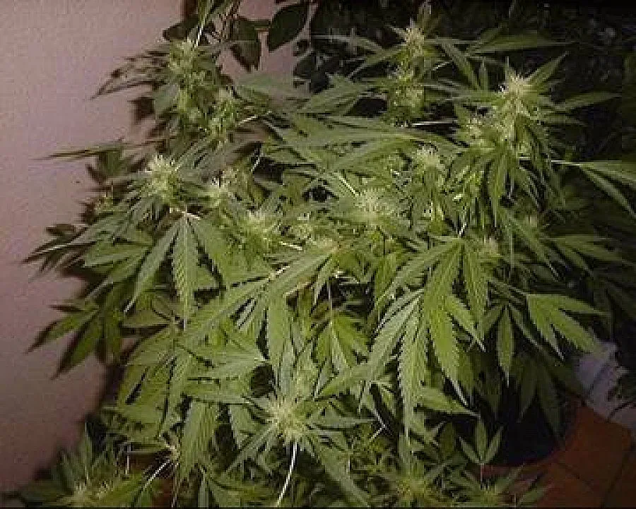 Полицаи преследват Хиената попадат на дрога
