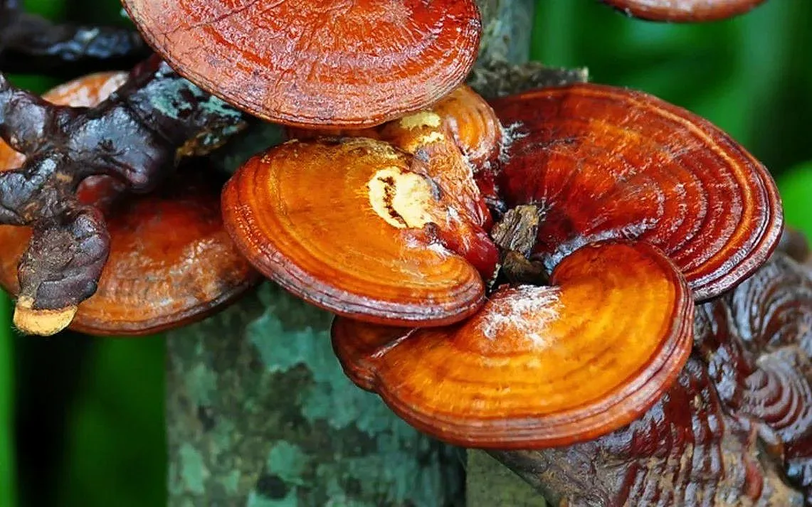 "Гъбата на безсмъртието" лекува най-много болести у човека