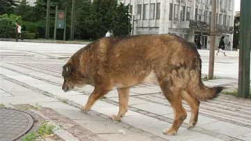 Броят уличните кучета напролет