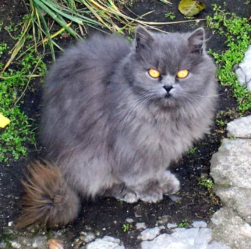 250 лв. глоба, ако храниш бездомна котка