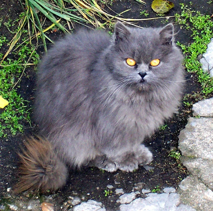 250 лв. глоба, ако храниш бездомна котка