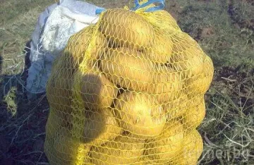 Картофите скочиха с 65% за година