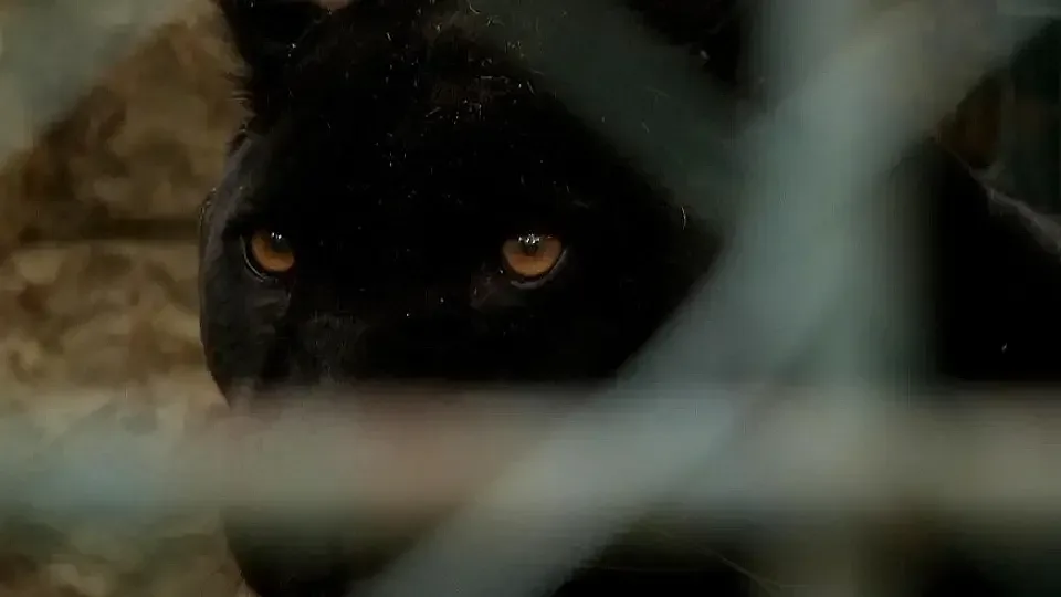 Решиха съдбата на черната пантера