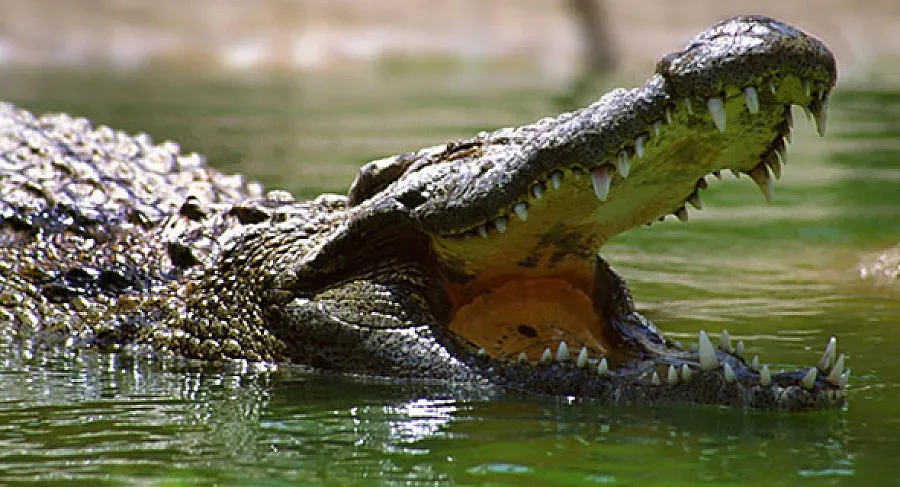 Крокодили атакуват Австралия