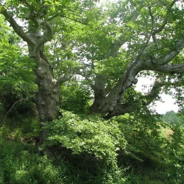 Бунт за чинар на 200 години