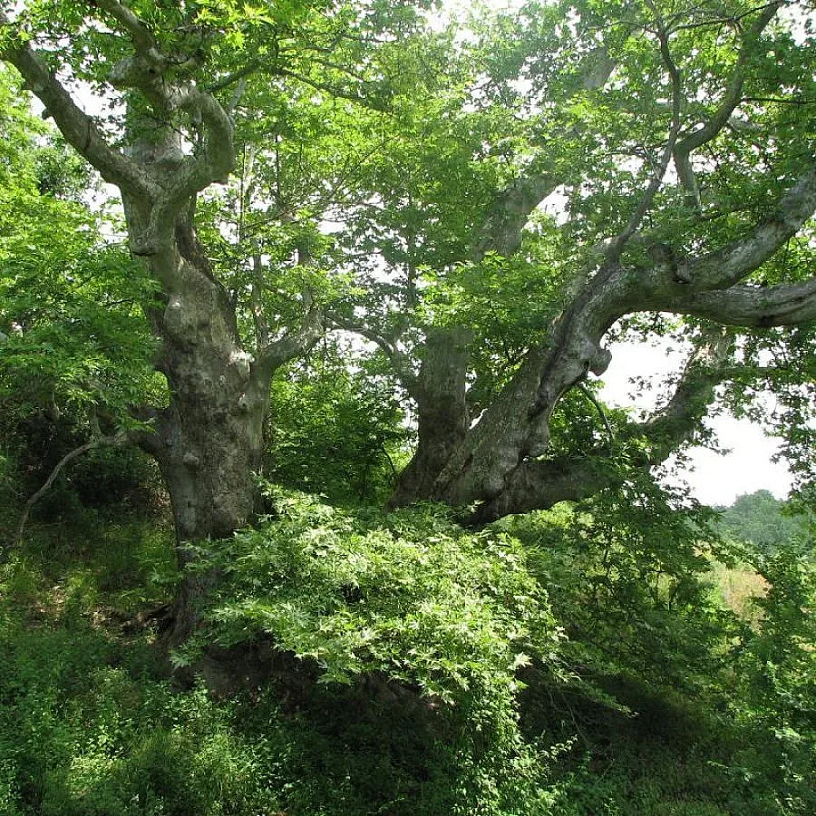 Бунт за чинар на 200 години