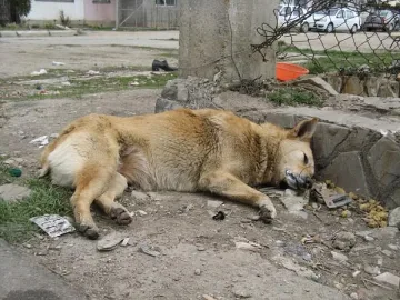 Отрова натръшка животни в Баничан