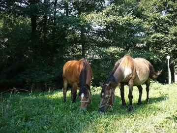 Дават земи за ниви и ливади