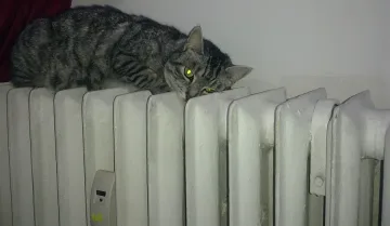 Днес казват за скъпото парно
