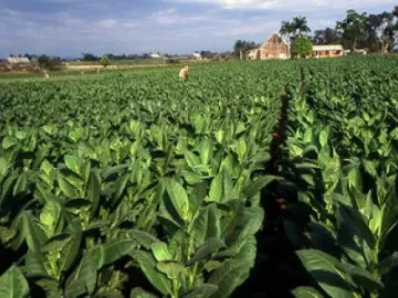 Земеделци бият дузпата на тютюна