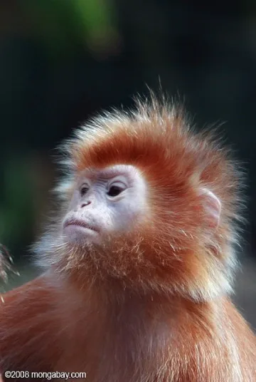 Иран изстреля маймуна в космоса