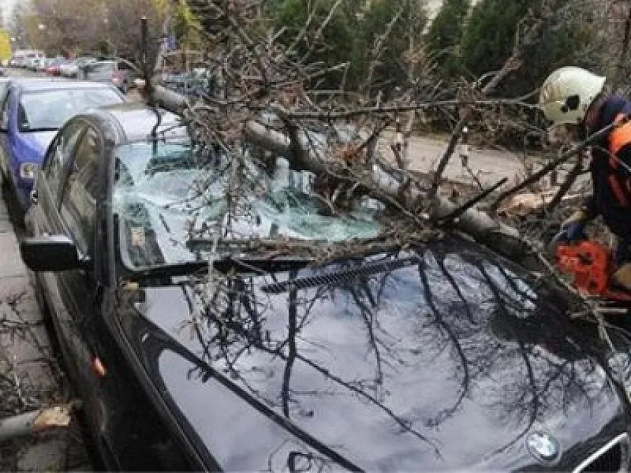 Липа рухна върху кола