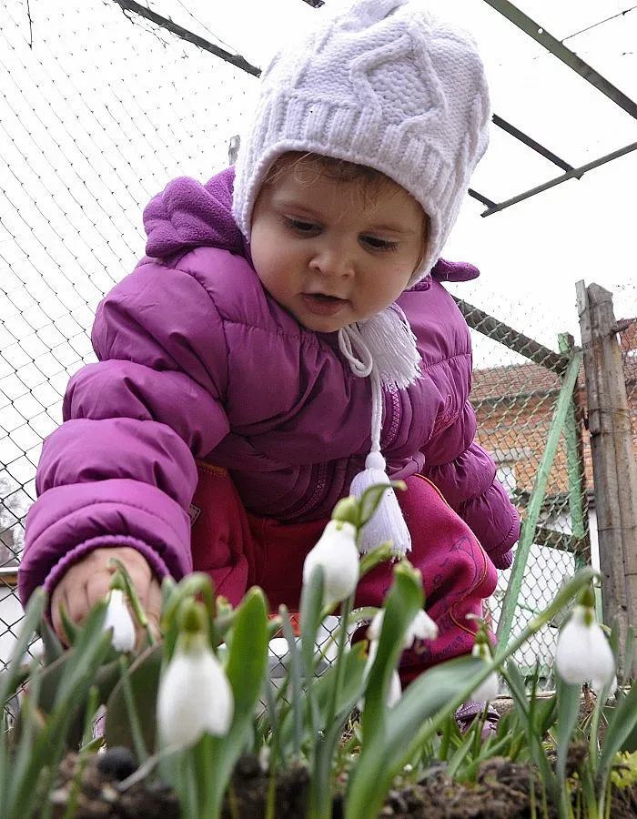 Берем кокичета през януари