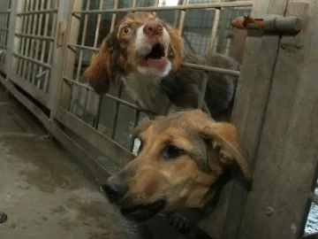 7 общини с общ приют за кучета край Струма