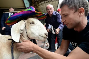 Гладна коза отърва затвор в Австралия