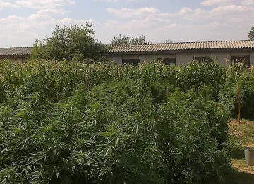 Хванаха българин с 3.5 тона марихуана в Англия