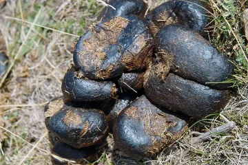 Бандит дрогира с гъби