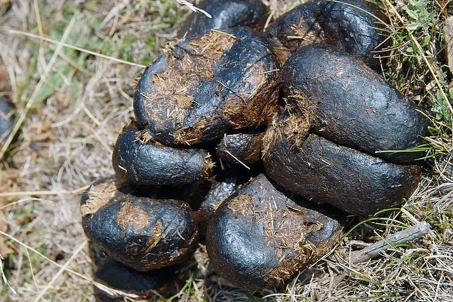 Бандит дрогира с гъби