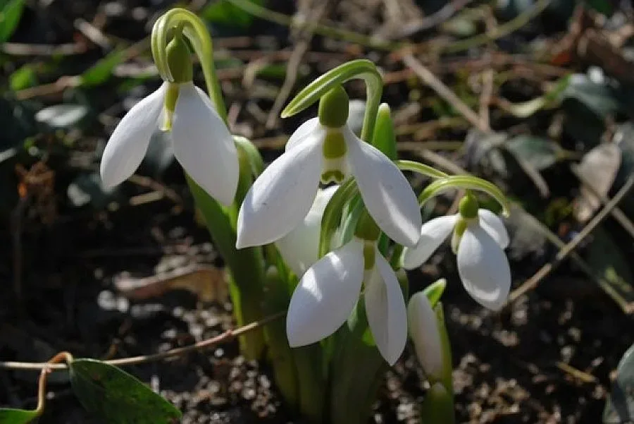 Пролет пукна в Ахтопол