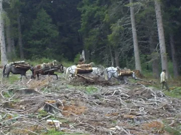 Разкриха банда за незаконна сеч