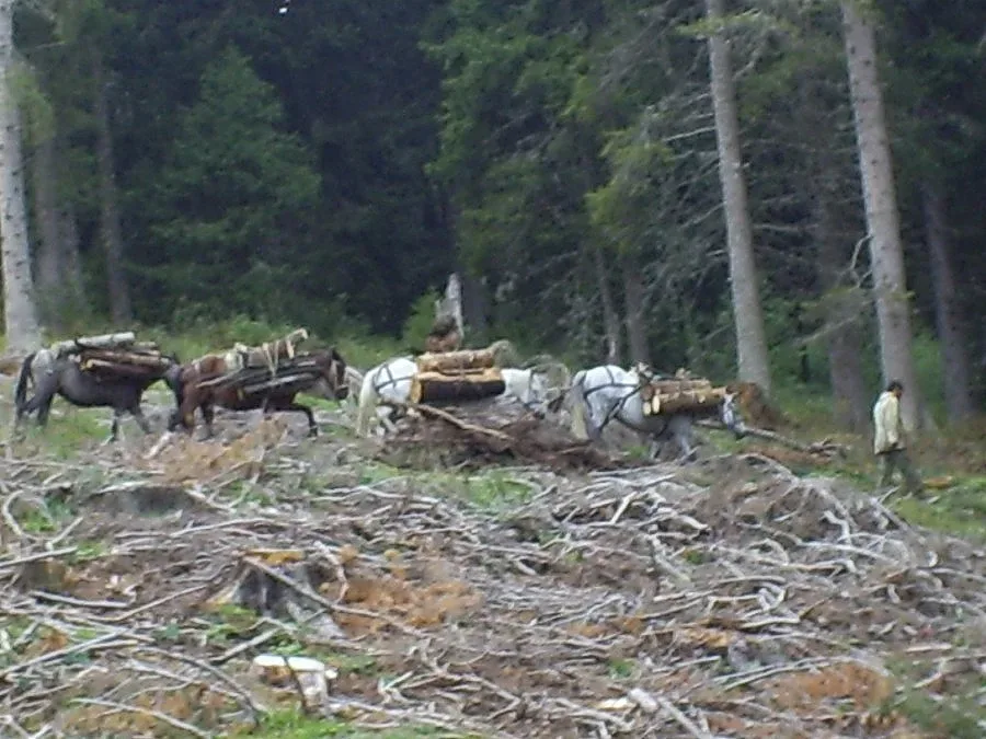 Разкриха банда за незаконна сеч