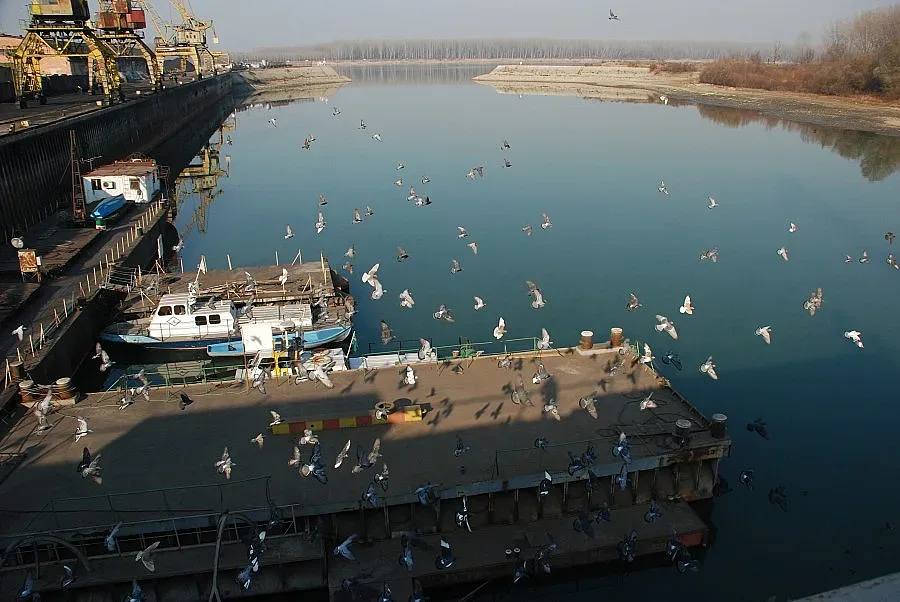 Морски орли зимуват край Монтана