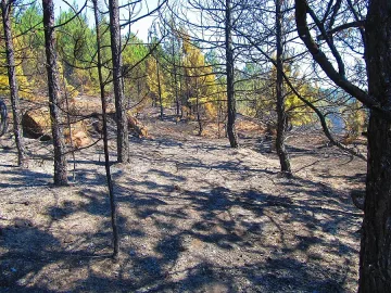 Съживяват горите с пари от Европа   