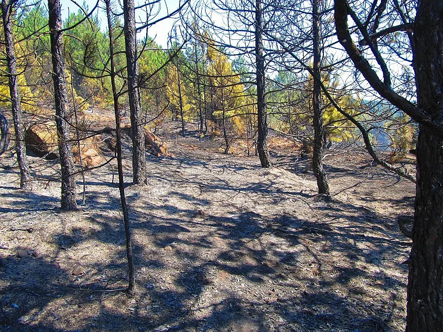 Съживяват горите с пари от Европа   