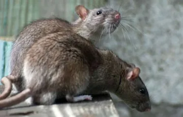 Погнаха "Манчестър Юнайтед" заради плъхове