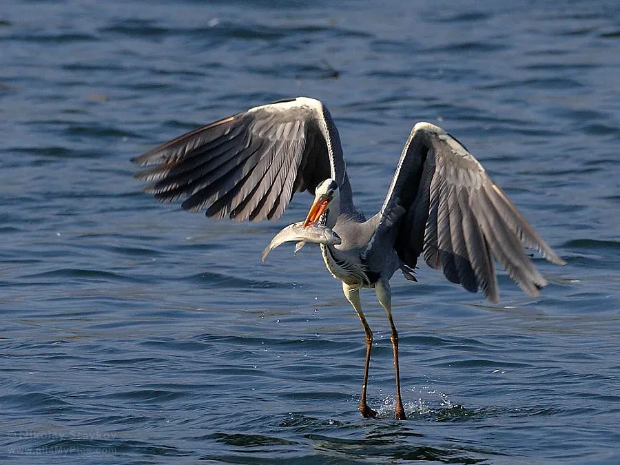 Привличат с чапли туристи по Арда