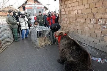Царски път до мечките в Белица