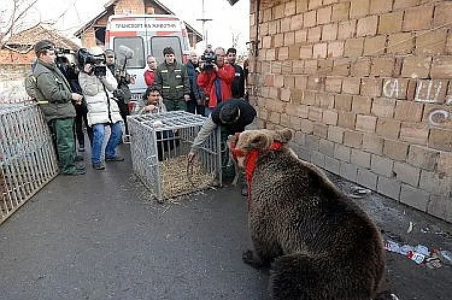 Царски път до мечките в Белица