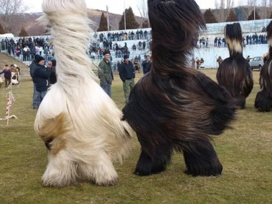 Мъже в Симитли теглят банкови кредити за кукерски костюми