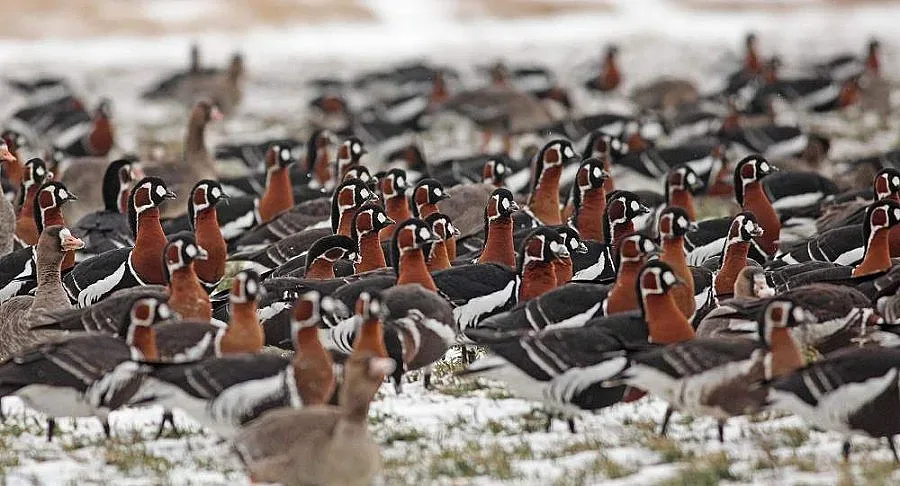 Слагат сателити на защитени птици