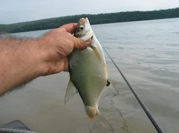 Риболовци мятат въдици и нощем