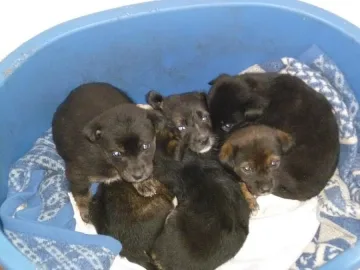 Приют търси стопани на кучета по нета