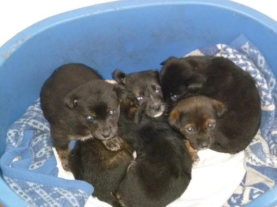 Приют търси стопани на кучета по нета