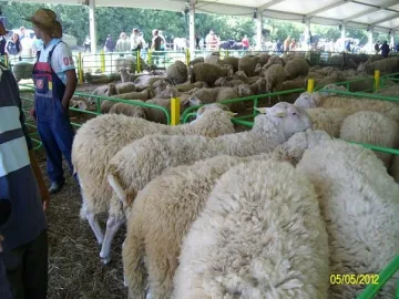 Овцевъди казват НЕ на чалгата