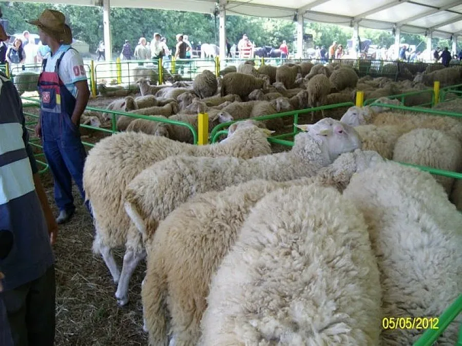Овцевъди казват НЕ на чалгата