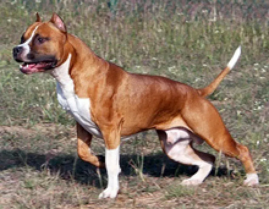 Куче нахапа зам.-главния редактор на "Тема"