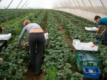 37  евро на ден за берачки в Испания   