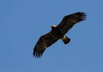 Спасен орел прелетя над 2300 км  