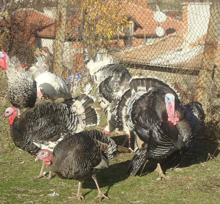 Турци си паднаха по наши мисирки
