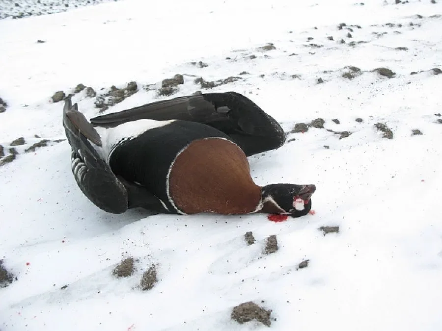 Бракониери убиха рядка птица край Шабла