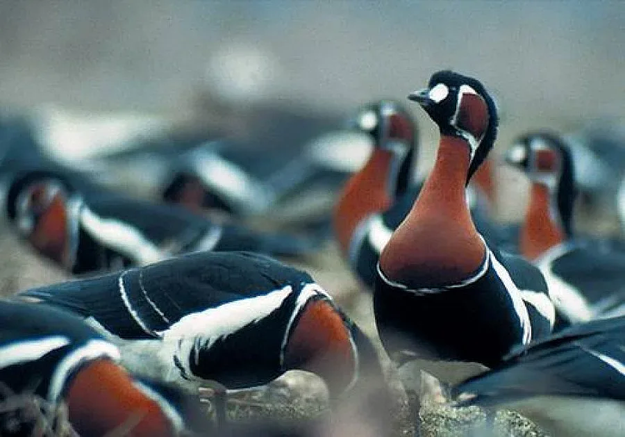 Бракониери застреляха защитена гъска