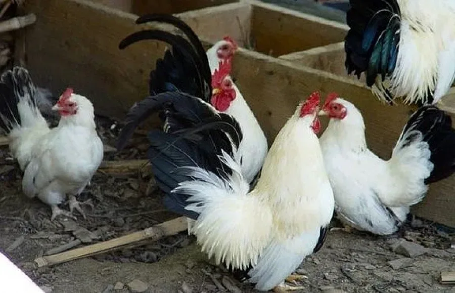 Домашни животни дефилират край Струма