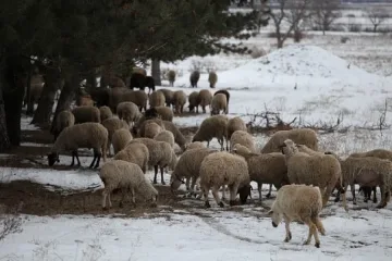 Пастир издъхна край стадото си