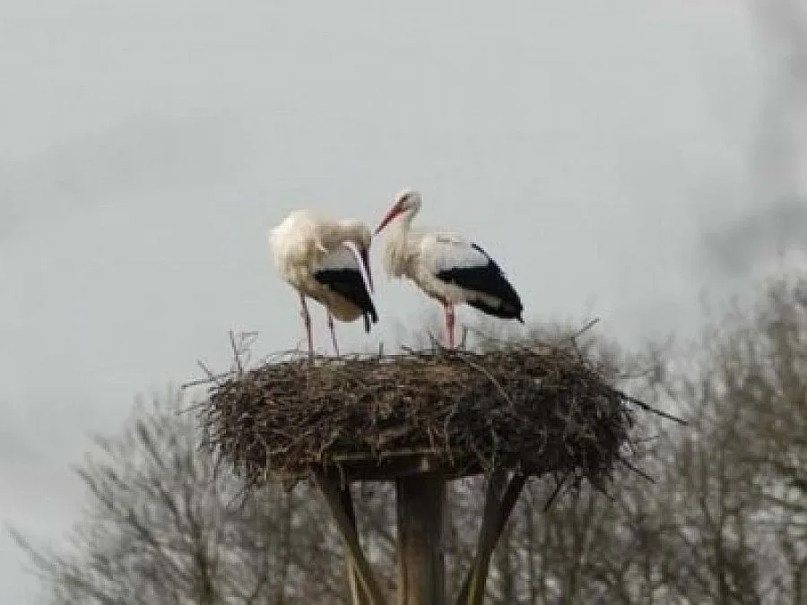 Щъркел изненада кмет в снега