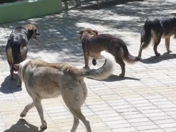 Кучета отхапаха ухото на жена