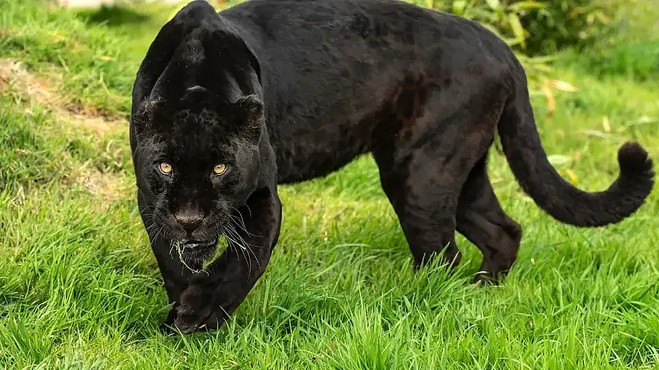 Нова версия за черната пантера